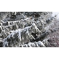 Icy Blue Spruce