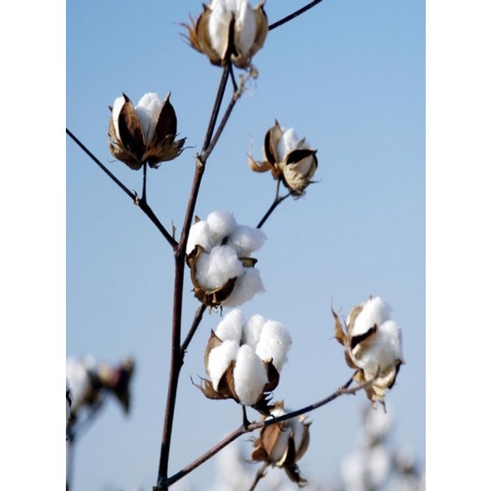 Village Candle Village Candle Pure Linen Wax Melt