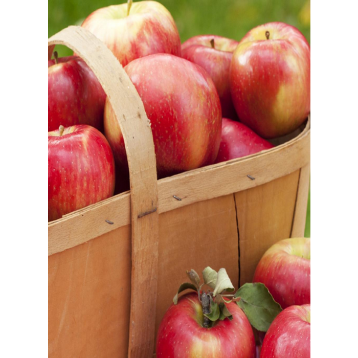 Village Candle Village Candle Crisp Apple Large Jar