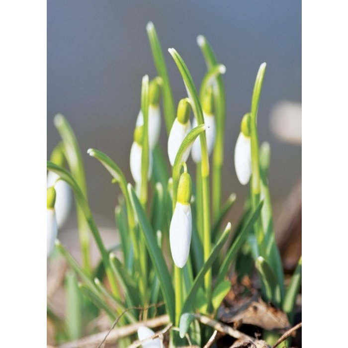 Village Candle Village Candle Awakening Mini Jar