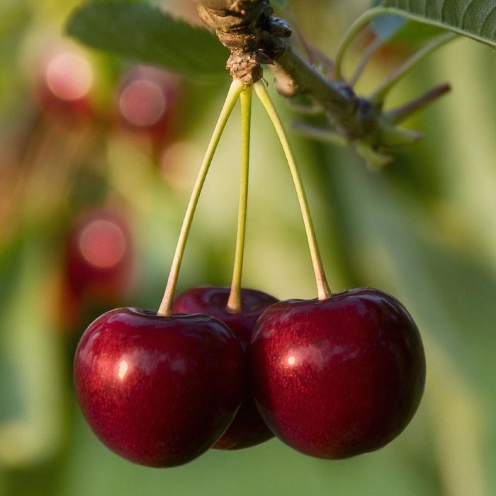 Village Candle Village Candle Black Cherry Large Jar