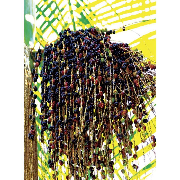 Village Candle Village Candle Acai Berry Tobac Votive