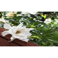 Gardenia