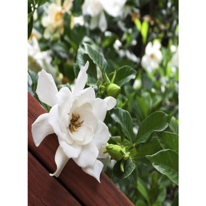 Village Candle Village Candle Gardenia Small Jar