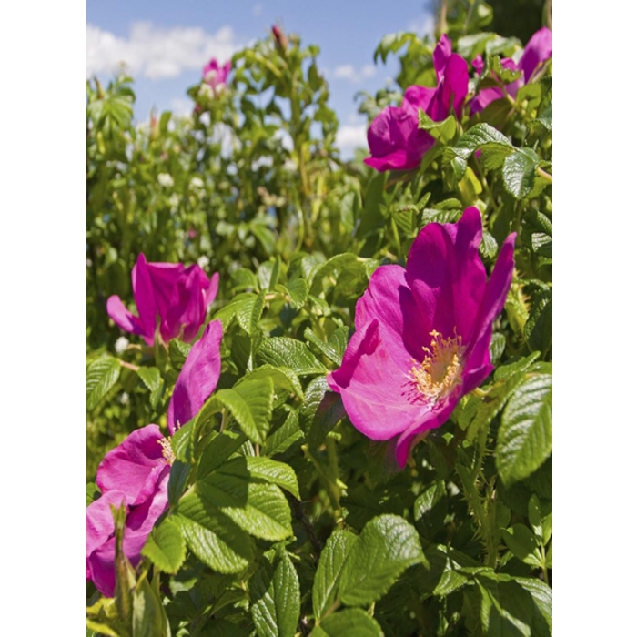 Village Candle Village Candle Wid Rose Medium Jar