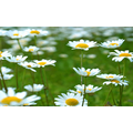 Dancing Daisies