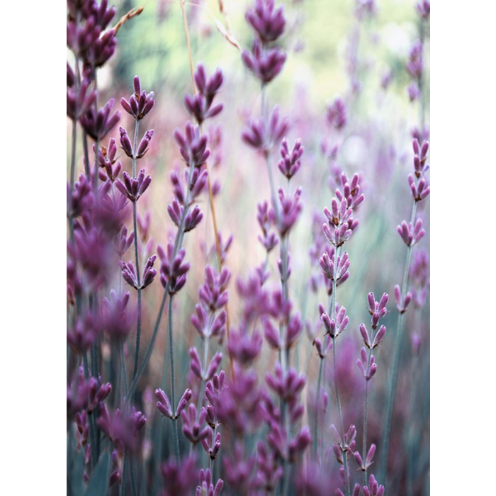 Village Candle Village Candle Rosemary Lavender Wax Melt