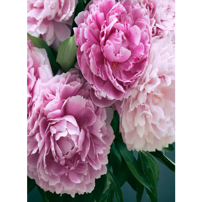 Village Candle Village Candle Fresh Cut Peony Large Jar