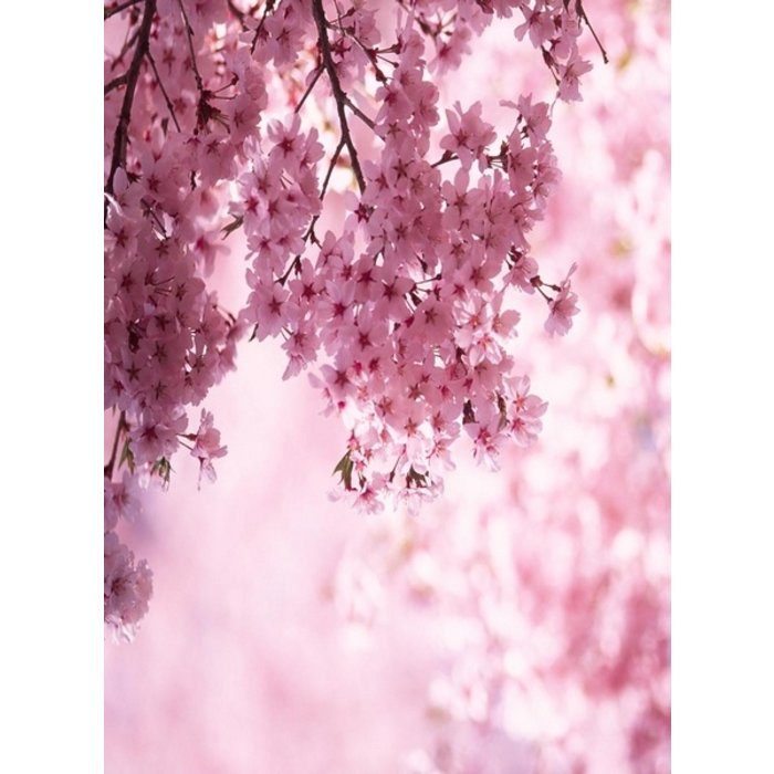 Village Candle Village Candle Cherry Blossom Small Jar