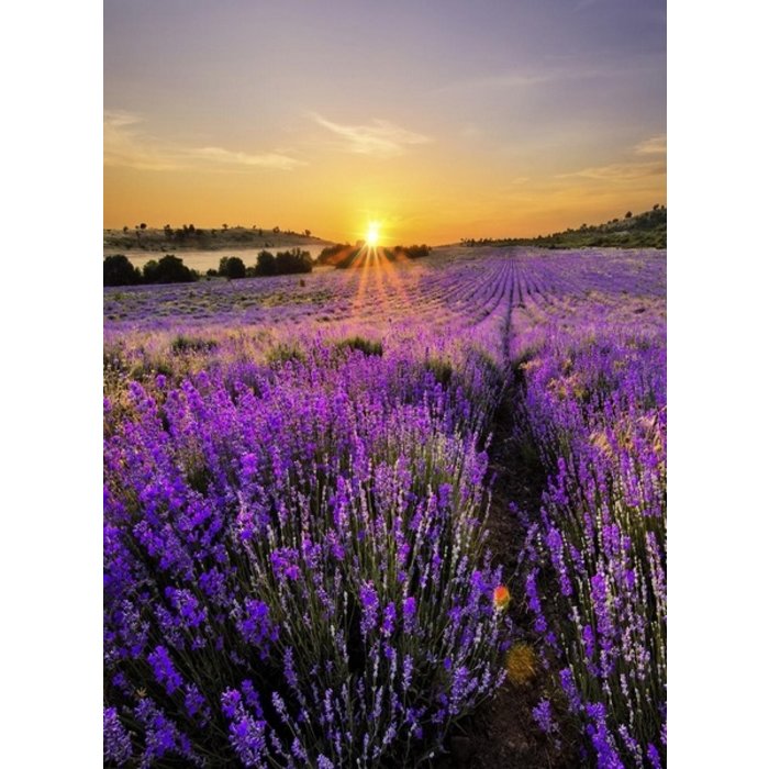 Village Candle Village Candle Lavender Votive