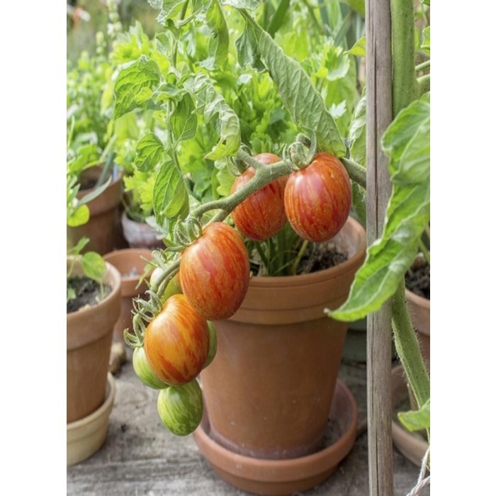 Village Candle Village Candle Tomato Vine Small Jar