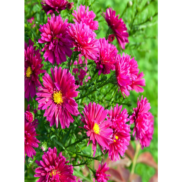 Village Candle Village Candle Autumn Aster Small Jar