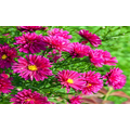 Autumn Aster