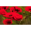Fields of Poppies