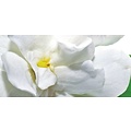 White Gardenia
