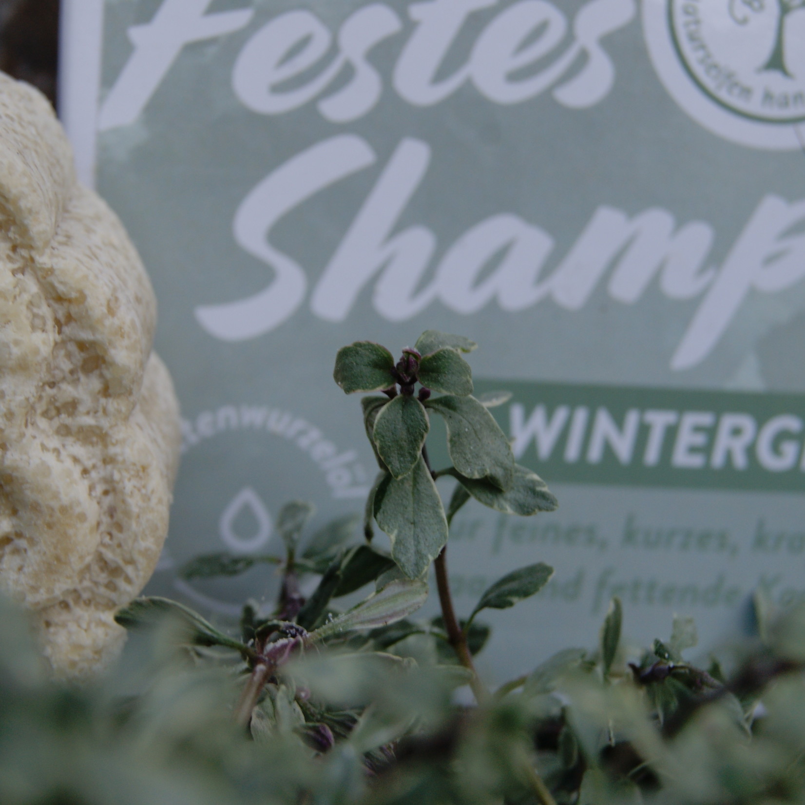 Festes Shampoo Winterzeit (ehem. Wintergrün)