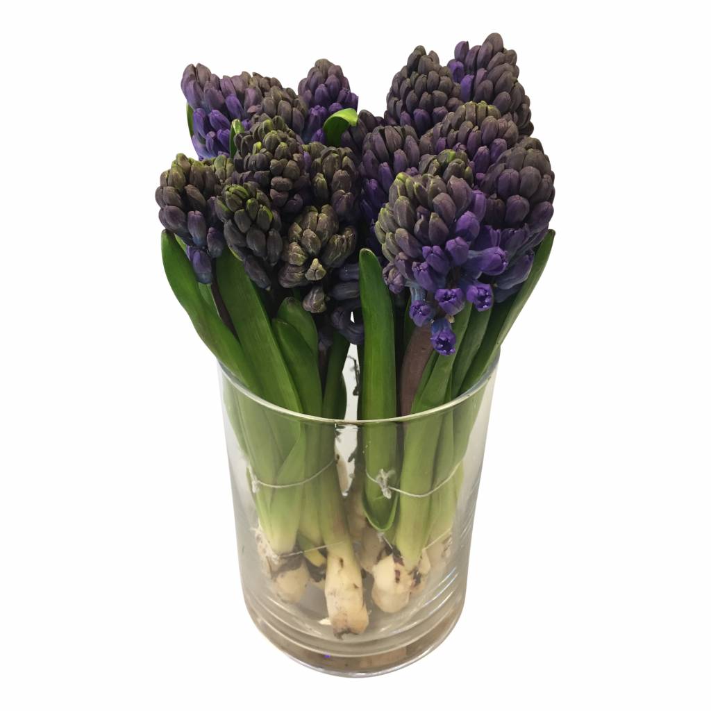 Hyazinthen Als Schnittblumen
