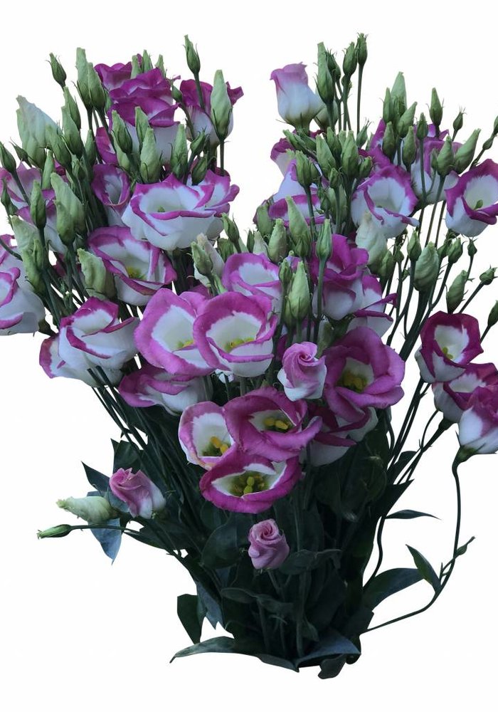 Lisianthus im Bund von 10 Stielen frisch und Günstig BezahlbareBlumen.de