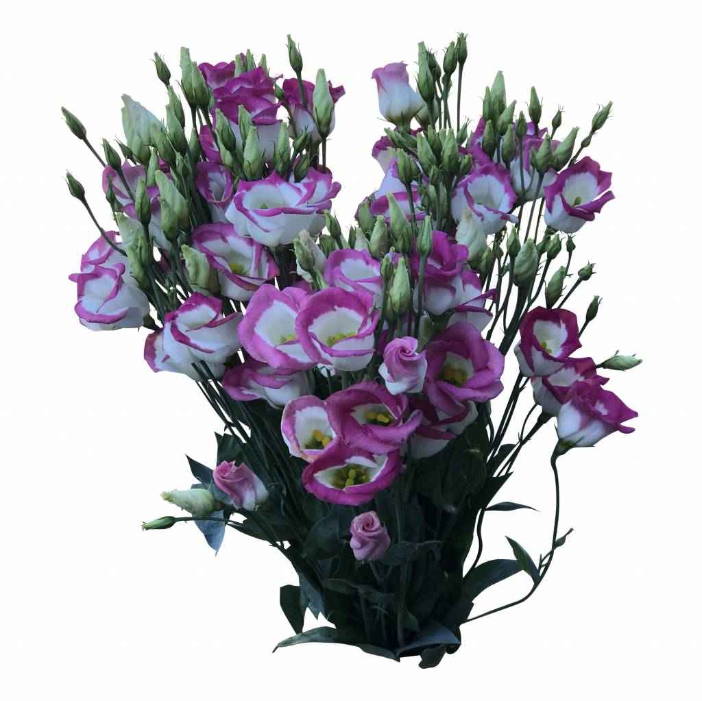Eustoma oder auch Lisianthus genannt online kaufen BezahlbareBlumen.de