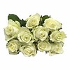 10 Premium-Rosen  White Naomi (Weiß-Grün)