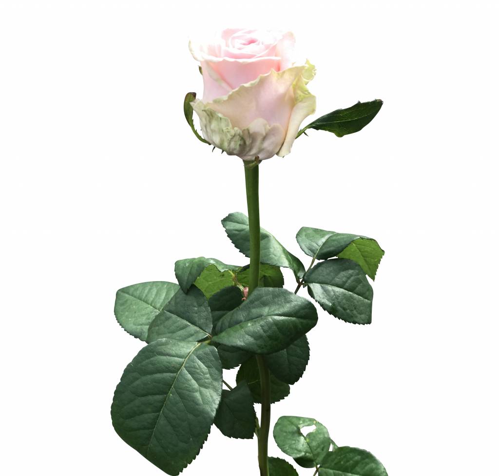 Rosa Rosen "Sweet Dolomiti" online bestellen bezahlbareblumen.de