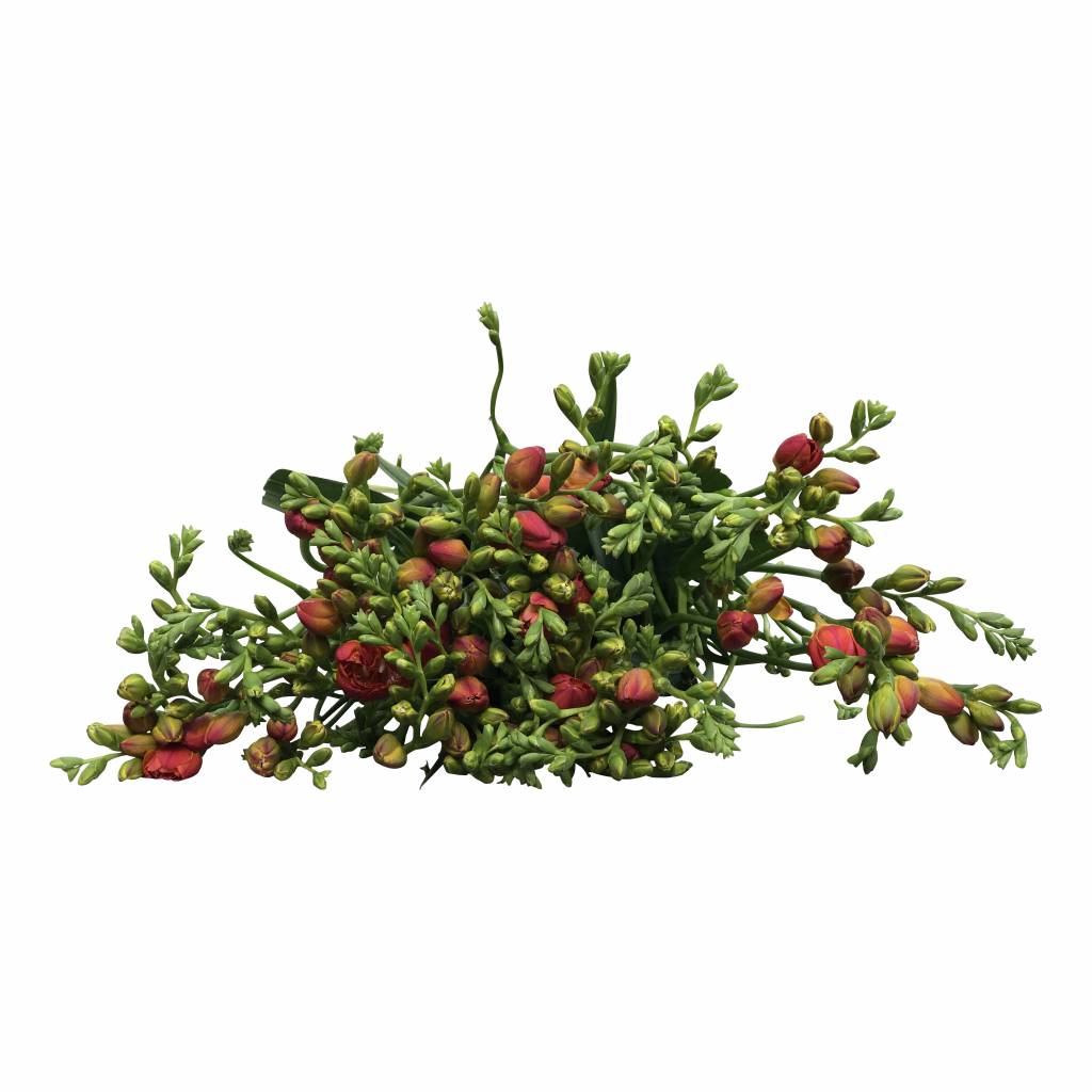 Frische Freesien Schnittblumen jetzt kaufen auf bezahlbareblumen.de