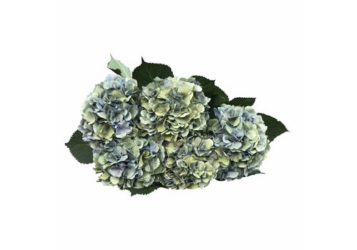 5 Hortensien Macrophylla Elbtal Classic (Blau-Grau)