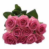 10 Premium-Rosen Aqua (Pink)