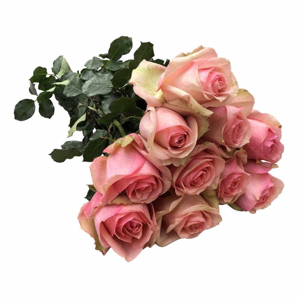 10 Rosen Donnatella BezahlbareBlumen.de