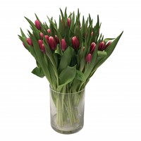 10 Tulpen Debutante