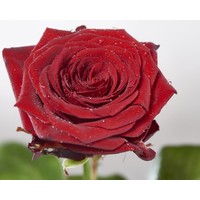 100 Premium-Rosen  Red Naomi (Rot)