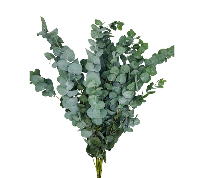 Eukalyptus "Cinerea" online bestellen auf bezahlbareblumen.de BezahlbareBlumen.de