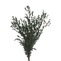 1 Bund Eukalyptus Parvifol online bestellen auf bezahlbare-blumen.de