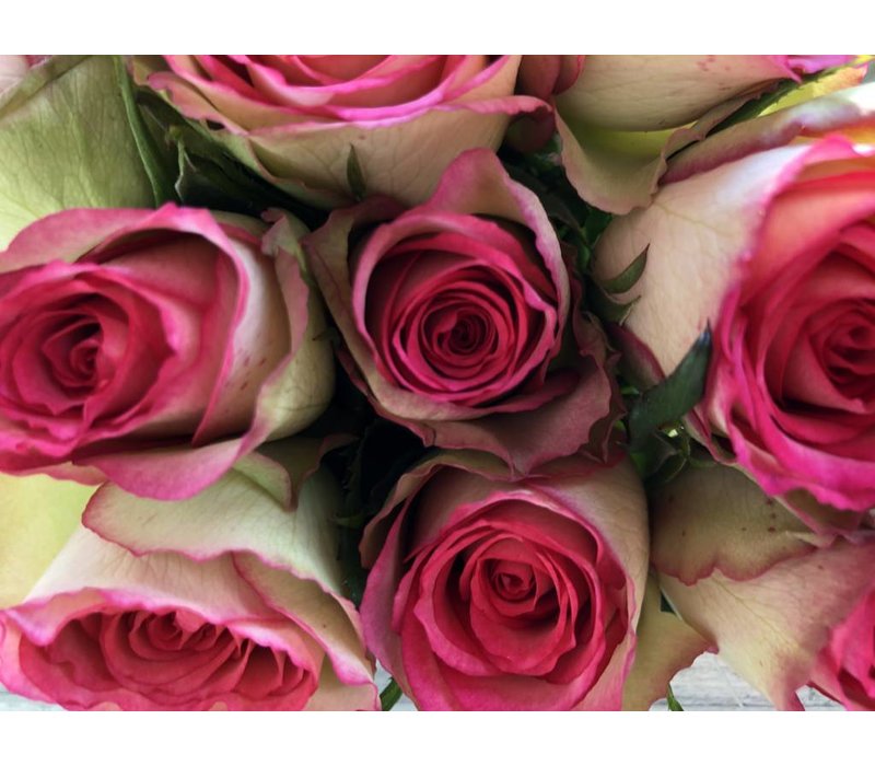 100 Rosen Glow (Creme Pink) bezahlbareblumen.de BezahlbareBlumen.de