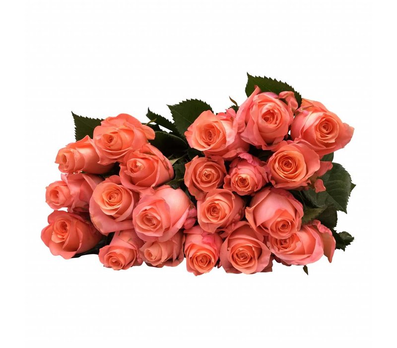 100 Rosen lachsfarben online bestellen bei bezahlbareblumen.de