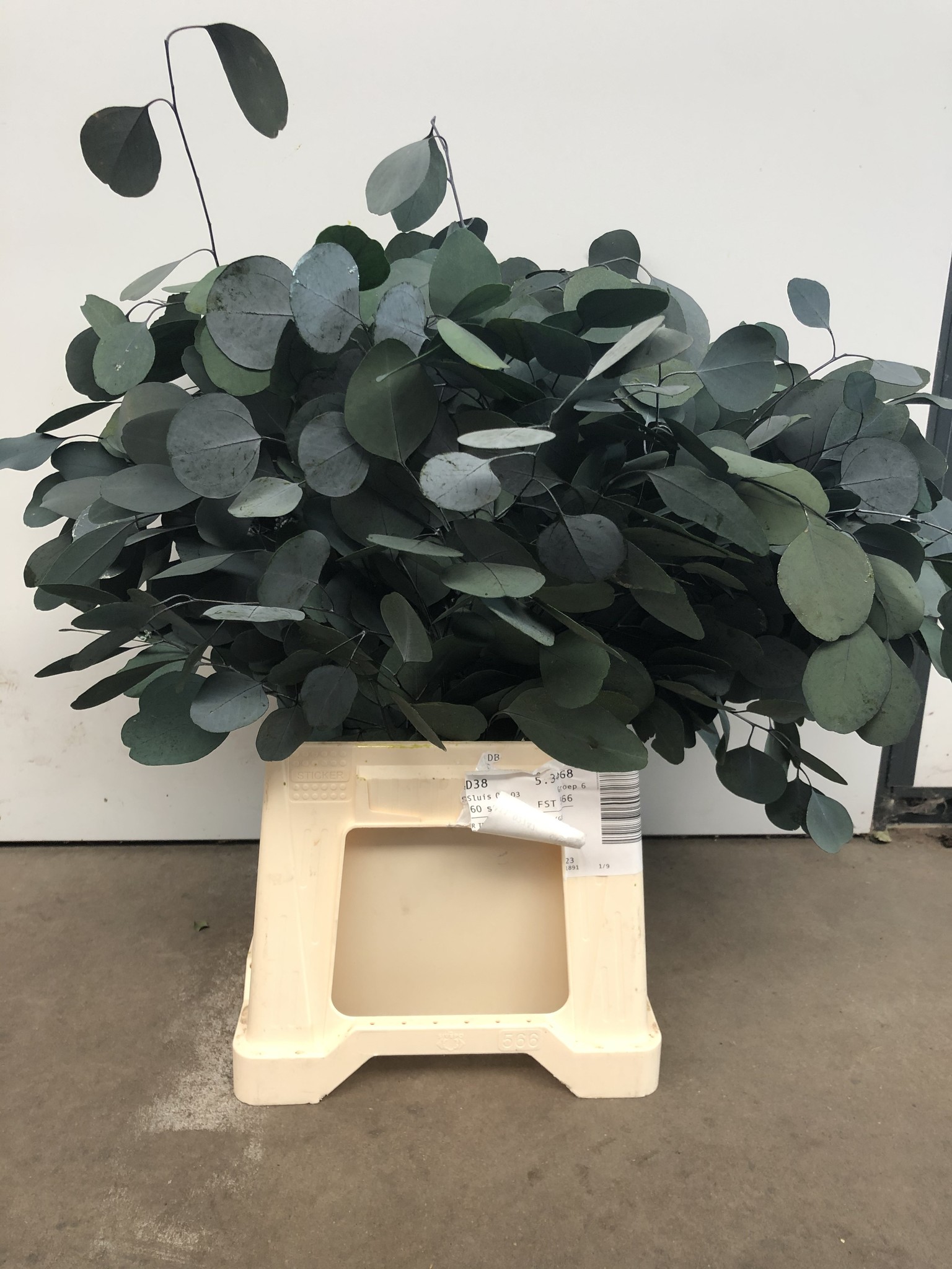 Eukalyptus online bestellen bezahlbareblumen.de BezahlbareBlumen.de