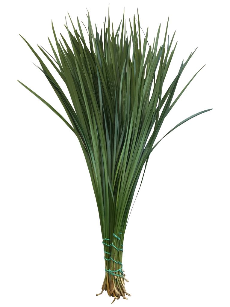 Lilly Gras Bindegrün günstig online bestellen bezahlbareblumen.de