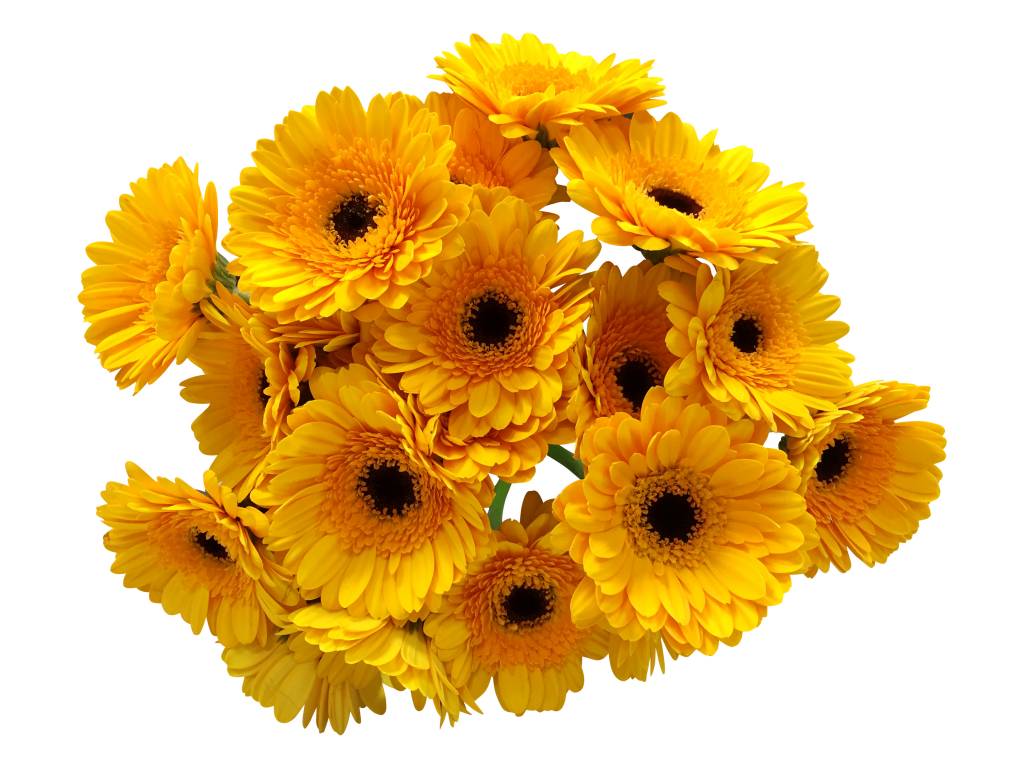 100 Stk Blüten Köpfe Seidenblumen Gerbera Daisy Haus Gelb Sonnenblumen 