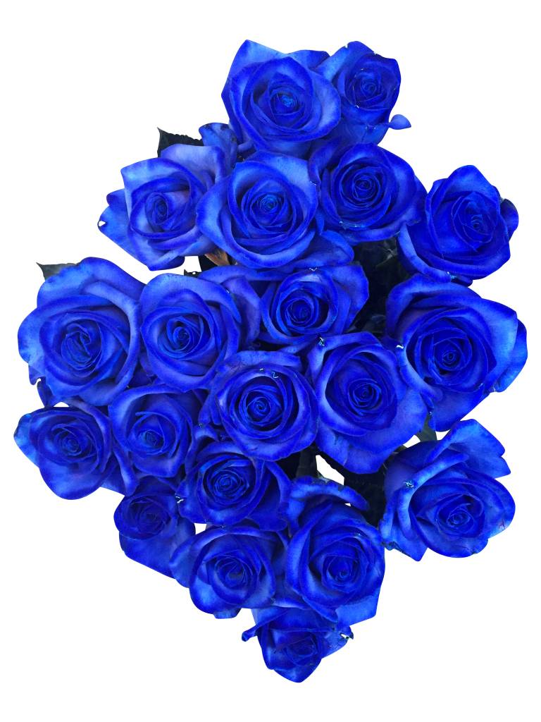 Blaue Rosen bestellen Rosen online bestellen bezahlbareblumen.de BezahlbareBlumen.de Blaue Rosen bestellen Rosen online bestellen bezahlbareblumen.de BezahlbareBlumen.de