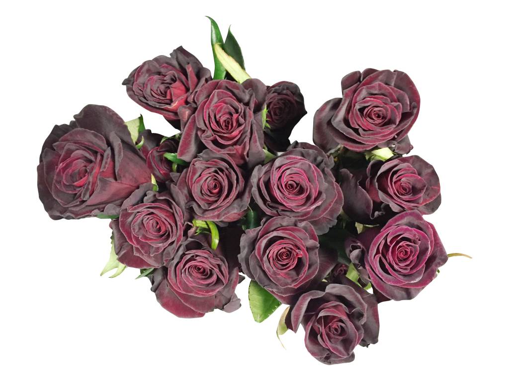 Rosen bestellen Rosen online bestellen bezahlbareblumen.de