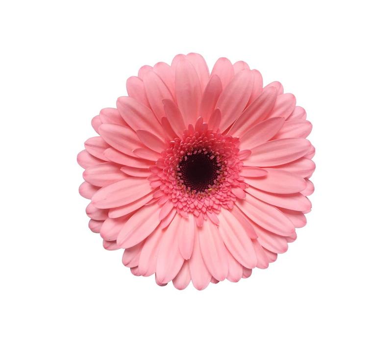 Frische Gerbera In Rosa Online Bestellen Bei Bezahlbare Blumen Bezahlbare Blumen De