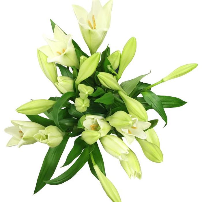 Frische Schnittblumen direkt online beim Großhändler bestellen