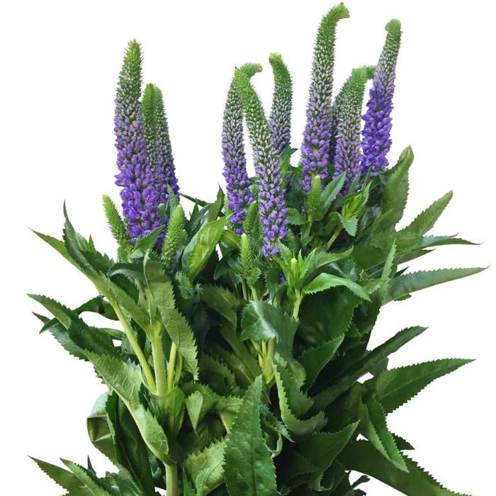 Frische Schnittblumen direkt online beim Großhändler bestellen