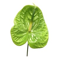 16 Anthurie Midori (Grün)