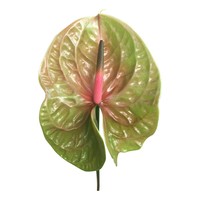 16 Anthurie Pistache (Grün-Rot)