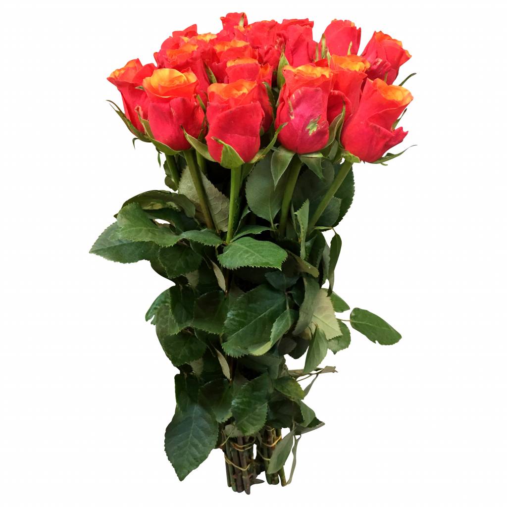 10 orangene Rosen im Bund online kaufen bezahlbareblumen.de