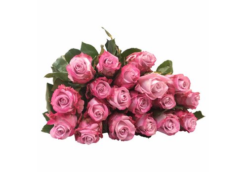 10 Rosen Rosa-Flieder Maritim