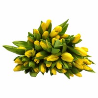 10 Tulpen Agrass Gold