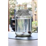 Glazen 2,7 liter kombucha of kefirpot