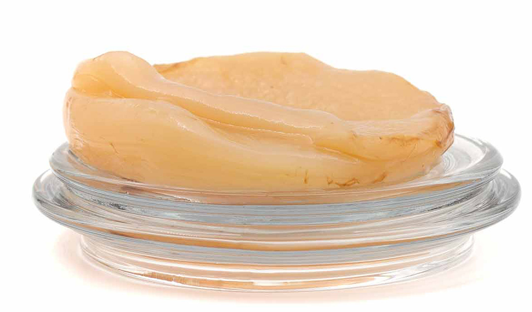 Kombuchazwam "Scoby" met startdrank